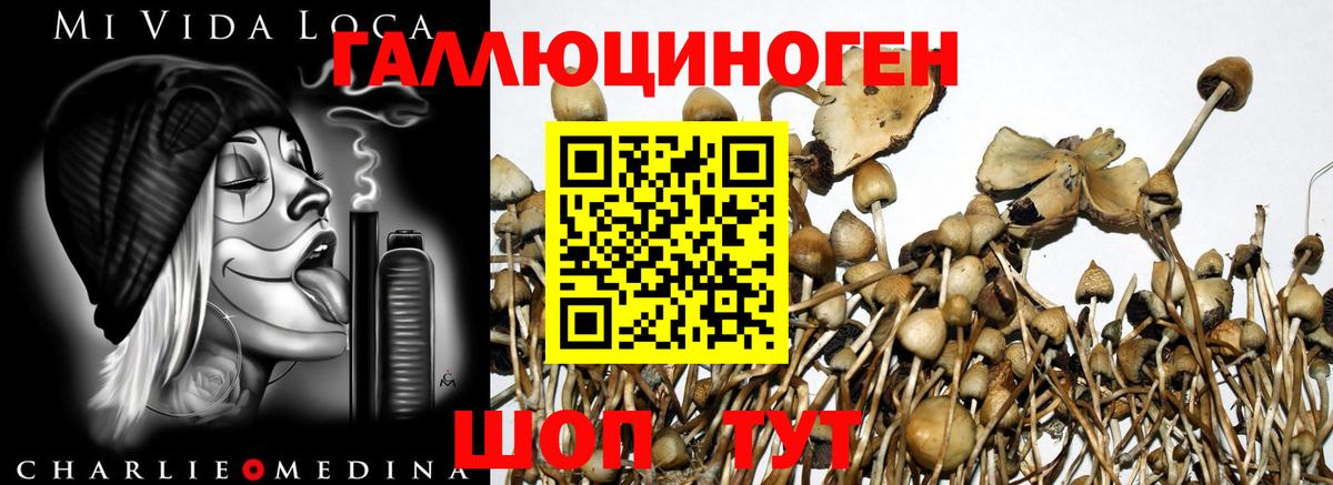 Псилоцибиновые грибы GOLDEN TEACHER  Армавир  Галлюциногенные грибы мицелий 